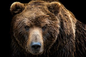 Seven Ways to Bear-Proof Your Portfolio
