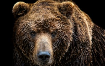 Seven Ways to Bear-Proof Your Portfolio
