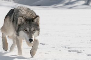 Who’s Afraid Of The Big Bond Wolf?