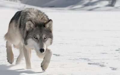 Who’s Afraid Of The Big Bond Wolf?