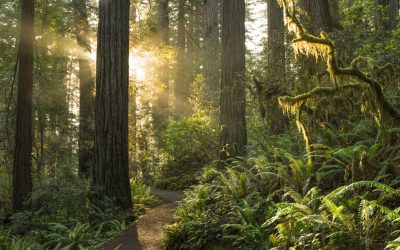 How Rain City Became Smoke City